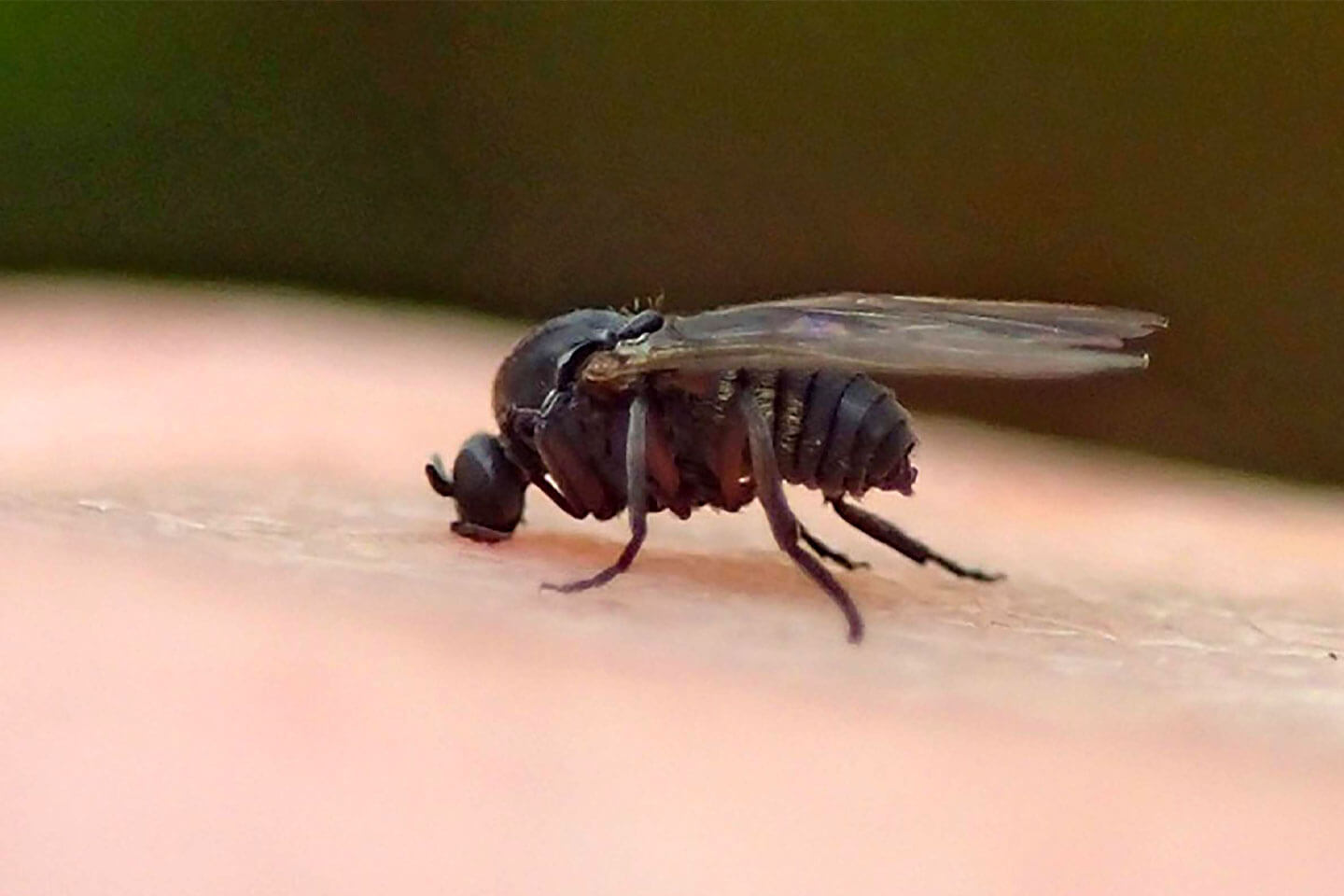 Female Black Fly Eating